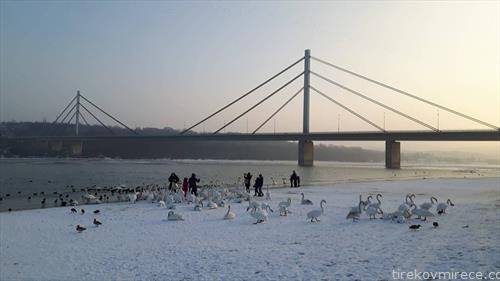 се прехрануваат лебеди на Дунав во Нови сад