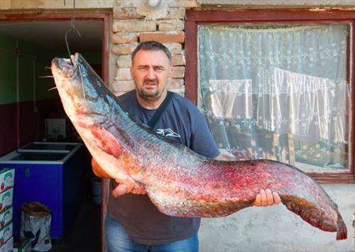 жител на зрењанин улови сом од 30 кг на Тиса во војводина