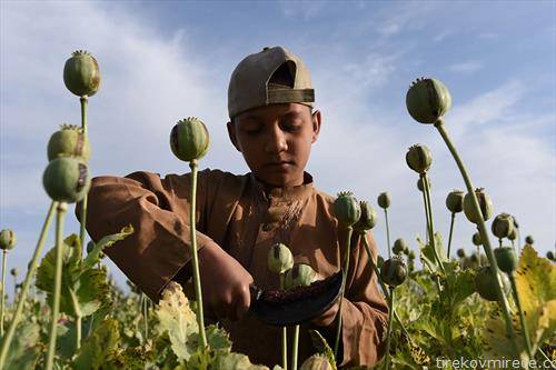 Авганистански фармери вадат суров опиум од поле со афион во областа Нангархар, Авганистан