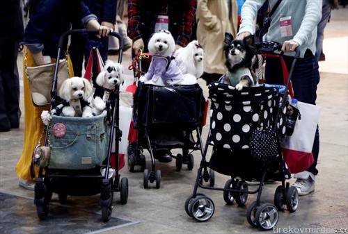 домашни миленичиња на прошетка низ Токио