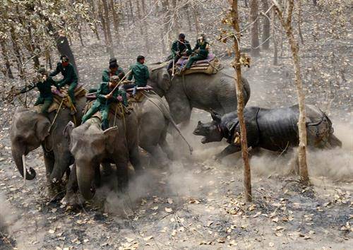 реакција на преместен носорог во шумите на Непал