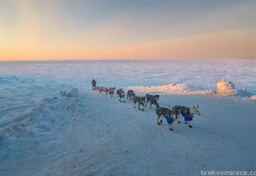 трка со кучиња на Алјаска