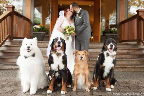 на венчавката на  овој американски пар, гости нивните четири домашни миленици