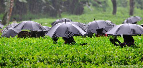 берба на чај во Индија, додека врне дожд