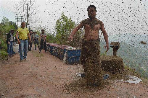 кинез привлече повеќе од 460.000 пчели, што тежи повеќе од 45 кг
