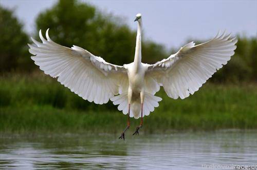 голема бела  чапја  летнува од езеро во Унгарија