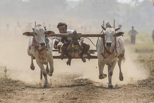 Трка со колички влечени од волови во Мијанмар