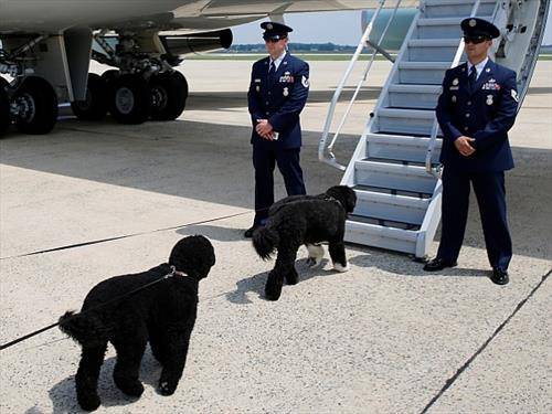 сани и бо кучиња миленици ана американскиот претседател Обама тргнуваат со него на пат 