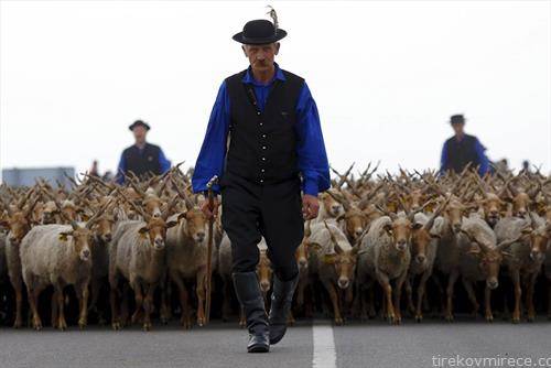 големата преселба на козите во Унгарија
