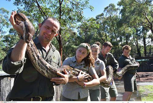 чуварите на зоолошката го држат мрежестиот питон Монструм, во Австралискиот парк на рептилите во Нов Јужен Велс