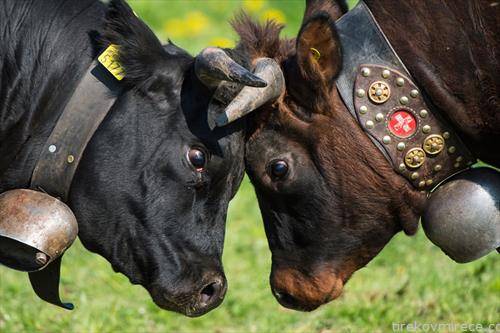 традиционална борба на крави во Швајцарија