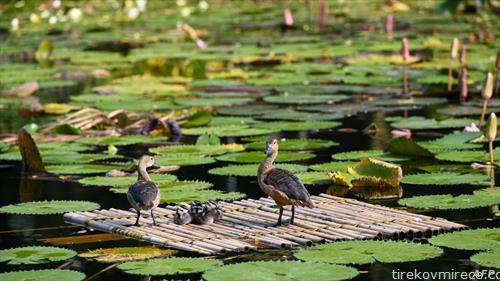  млади патки на езеро во Кина
