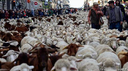 две илјади овци по улиците на Мадрид, во чест на миграцијата на овците