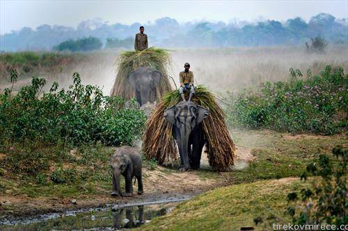 слонови носат трева за да ги нахранат носорозите  вечерта пред  пописот во Националниот парк во  Индија