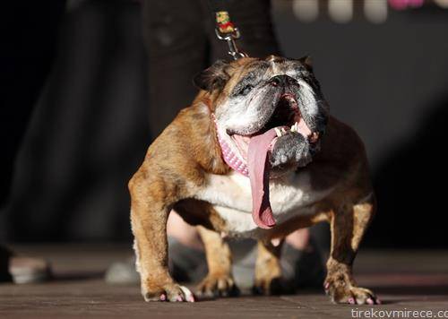 За За е англиски булдог најгрдото куче на светот на натпревар во Америка