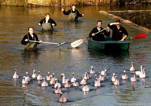 Фламинга водени кон нивниот зимски дом во река во Германија  