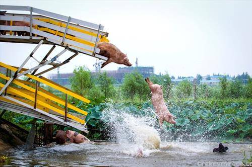 свињи на бањање во фарма во Кина