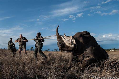 носорог се сели од еден во друг дел ан Африка