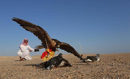 сокол лови гулаб во Ирак 