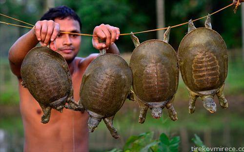 Индиец покажува индиски желки со мек оклоп, деликатес за локалното население