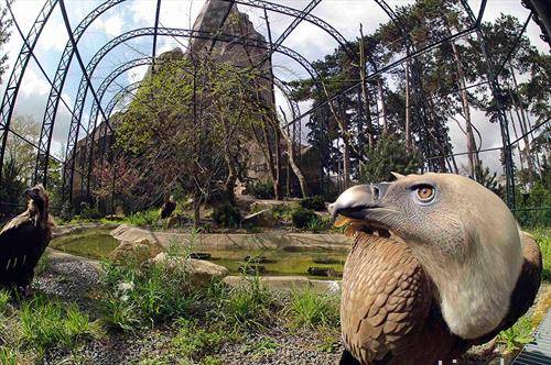 новото живеалиште на мршојадците во ЗОО во Париз, која беше 4 години реновирана