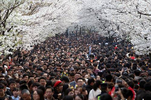 Јапонците во прошетка низ расветаните цреши