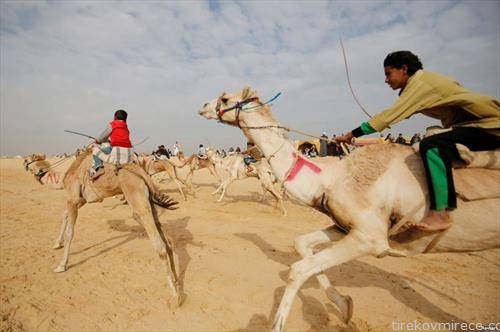 трка на камили во египетската пустина
