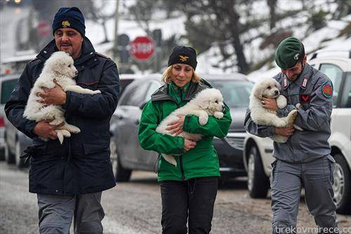 Спасувачи спасија три кученца во затрупаниот хотел во Абрузо