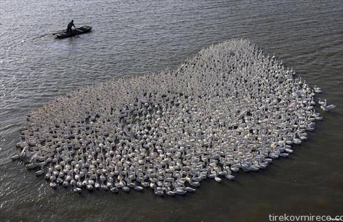 јато гуски на езеро во Кина