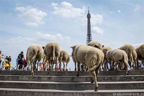 овци на трокадеро плоштадот во Париз, како уметничка инсталација