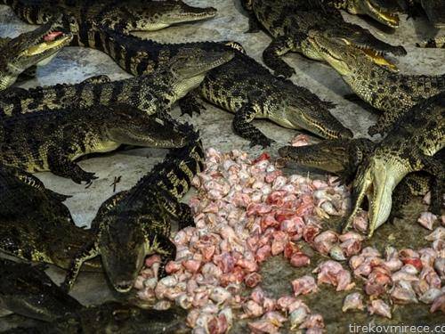 фарма на  крокодили на Тајван