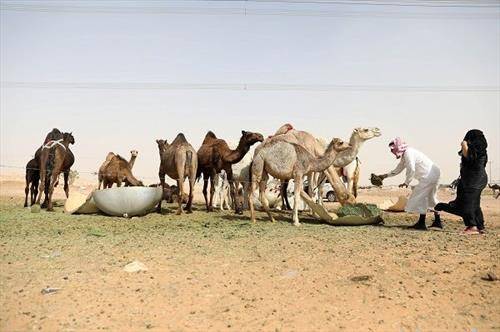 камилите се жедни, Во пустина во Чад