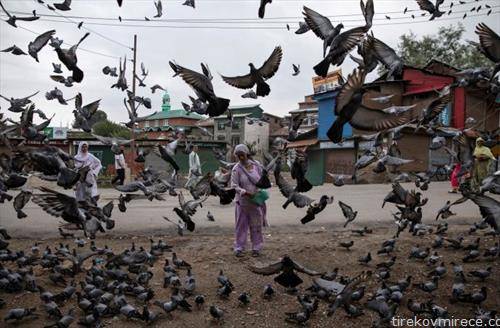 жена храни гулаби во индиски Кашмир