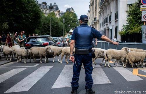 овци  на пешачки низ Париз  како уметничка инсталација