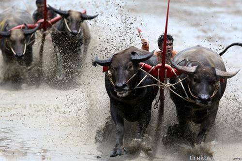 трки на бфала говеда во Тајланд