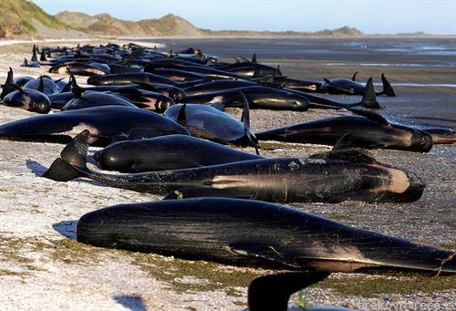 стотици китови се насукаа на брегот на Нов Зеланд