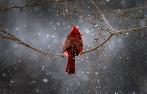 птица на снег во САД