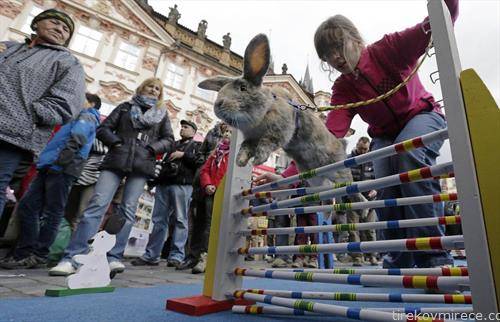 велигденска забава, трка на зајаци во Прага