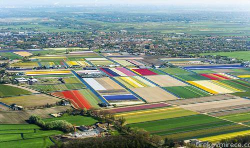 полиња со лалиња во Холандија
