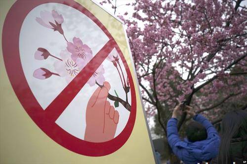јапонските цреши се за гледање, не за кршење во Токио