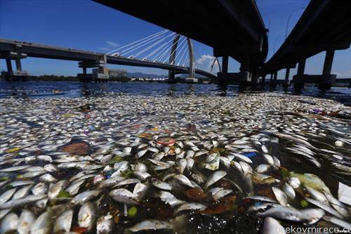 , угината риба во  Рио