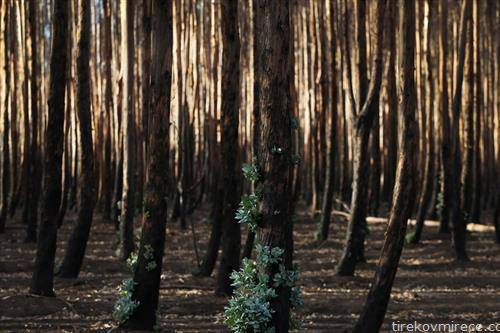 опожарената шума во Австралија почна да се буди