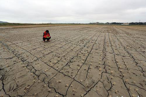 земјоделец гледа исушени оризови насади како резултат на повеќемесечна суша во Јужна Кореја,