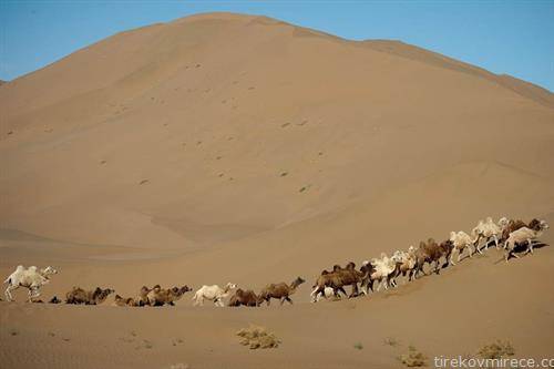 пат на свилата,со  камили од Москва до Пекинг