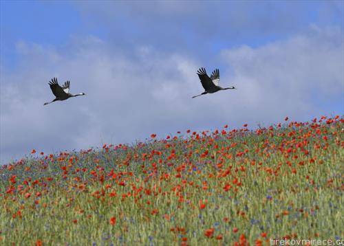 птици надлетуваат полиња со расцветени булки
