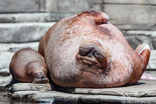 бебе морж , родено во германската зоолошка градина за прв пат го истражува своето живеалиште на отворено заедно со својата мајка