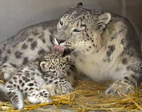 Бебе снежен леопард и неговата мајка се претставени на јавноста во Сервион, Швајцарија