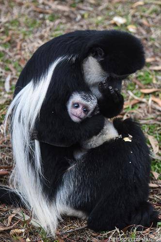 Четири месечното мајмунче од расата црно бел Колобус се држи за својата мајка Сафи во Националната зоолошка градина на Камбера