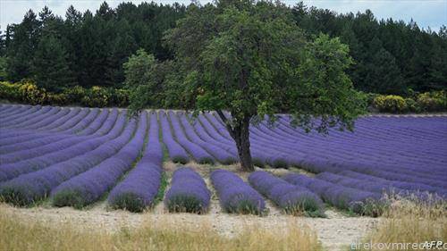 полиња со лаванда, во Јужна Франција