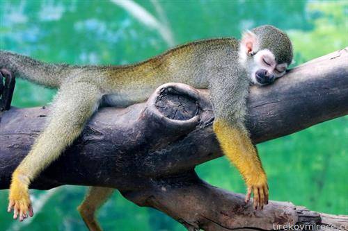 верверица мајмун спие на дрво